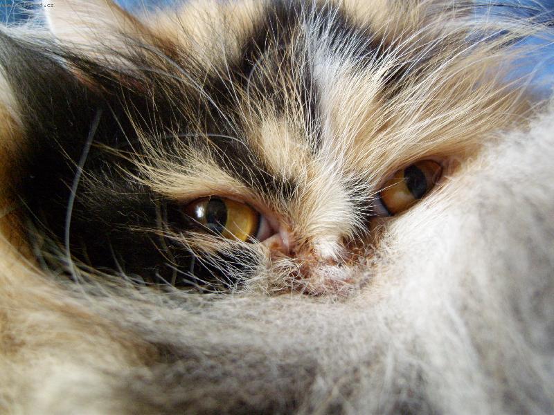 Foto: Santinka-o�i