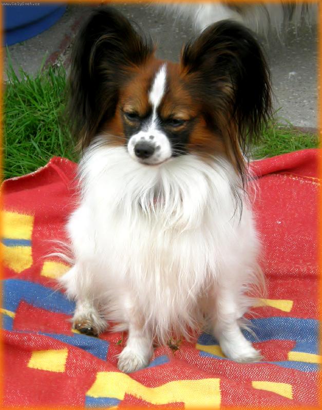 Foto: papillonci z T��na-Andreas