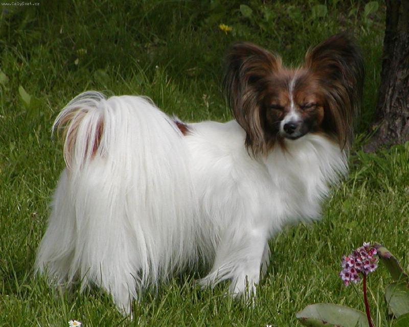 Foto: Papillon-majitel: Barto�ov� Eva