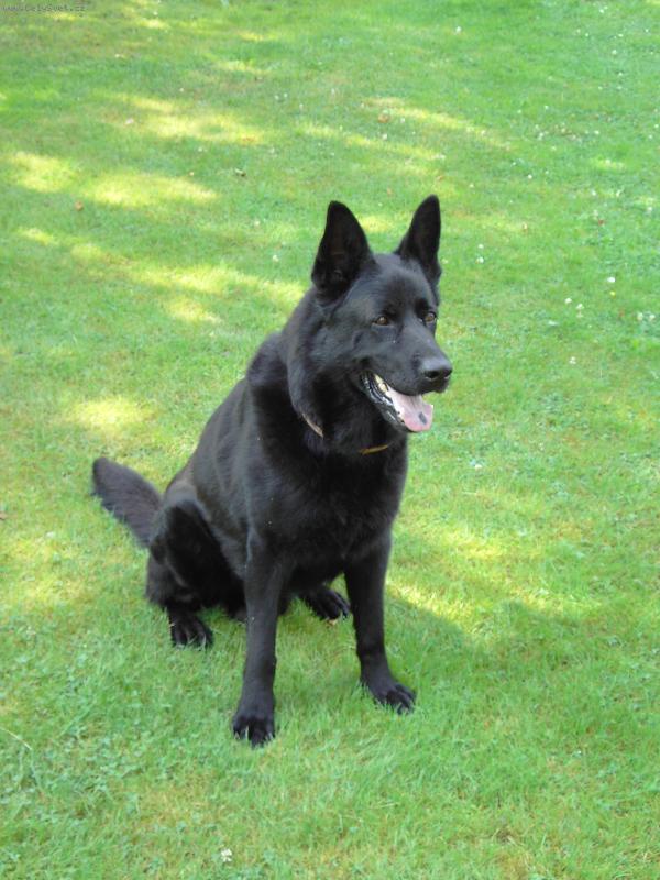 Foto: Brit-Nejlep�� pes