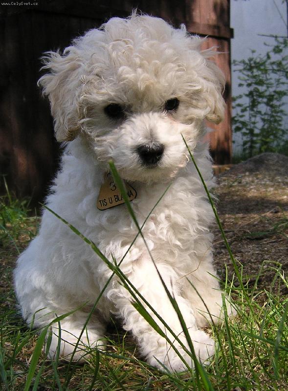 Foto: Vil�kovi je 8 t�dn�