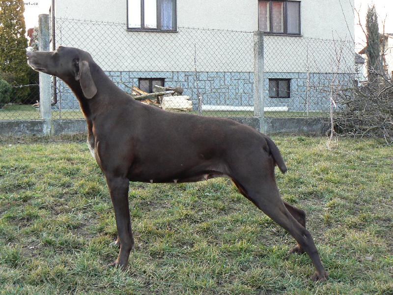 Foto: BRITA ZE TCHO�OVIC-3x CACIB,BOB,BIGII,�.�AMPION