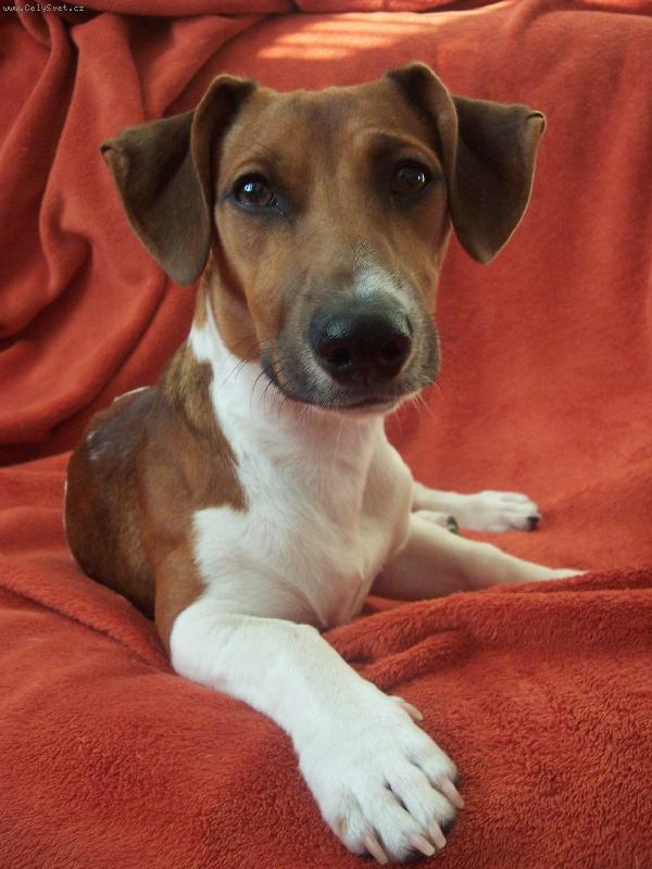 Foto: Robin JRT-Robin