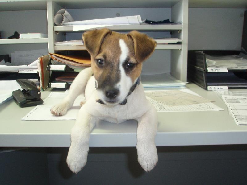 Foto: N� Max-Max�k z �st� nad Labem u pani�ky v pr�ci