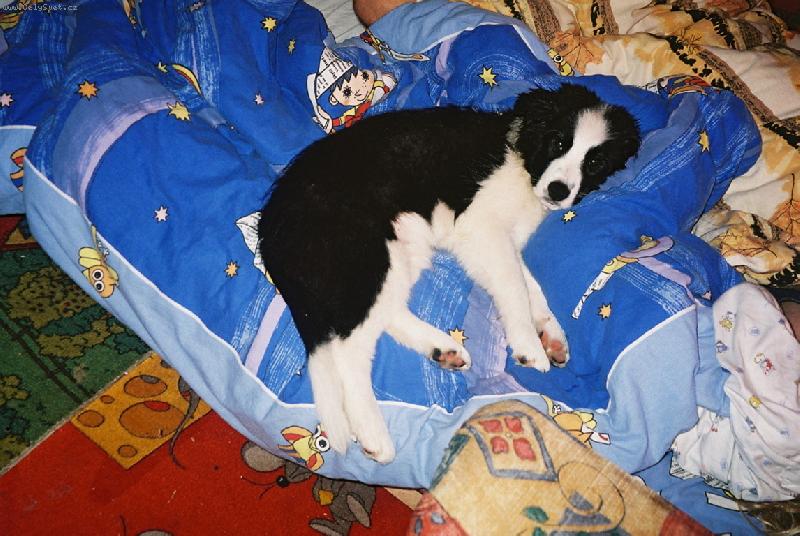 Foto: Ald��k�v odpo�inek