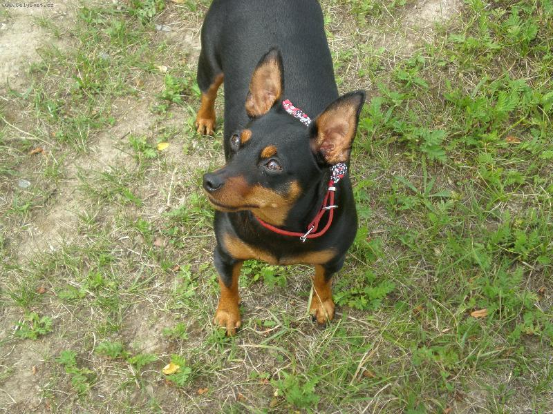 Foto: M�j pes-Moje fenka Beru�ka