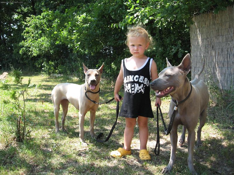Foto: www.thailandridgeback.cz