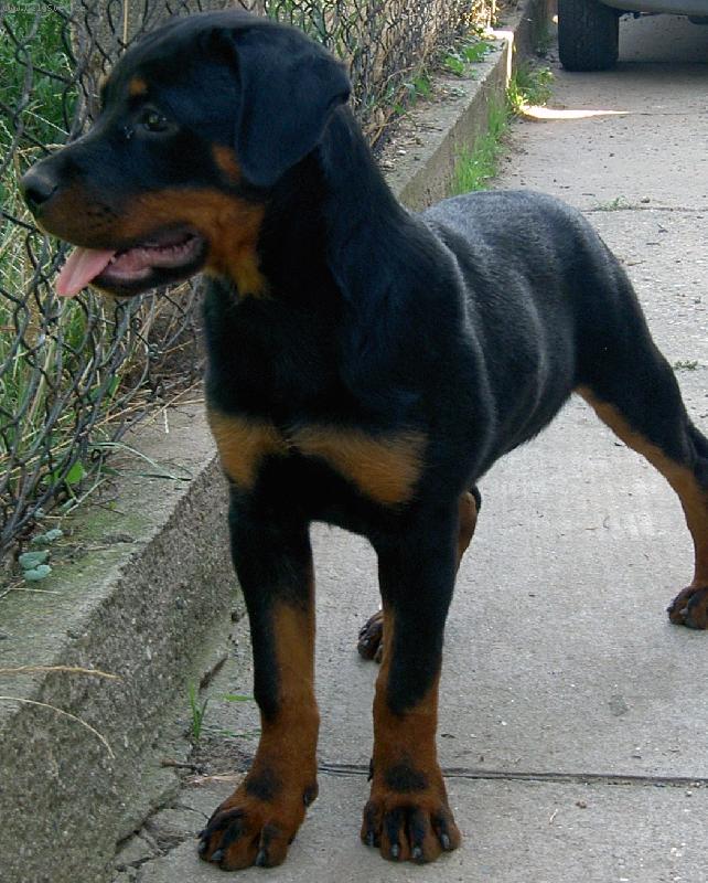 Foto: �t�n� rtw s PP-�t�n� 2008