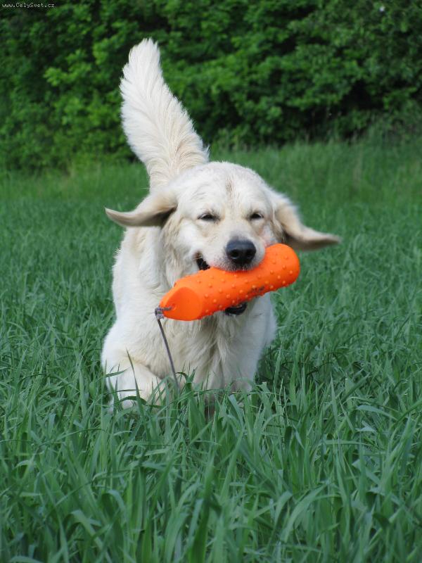 Foto: Golden retriever Britt - aport-Britte�ek