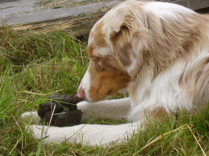 Foto: gucci a kobyl�k