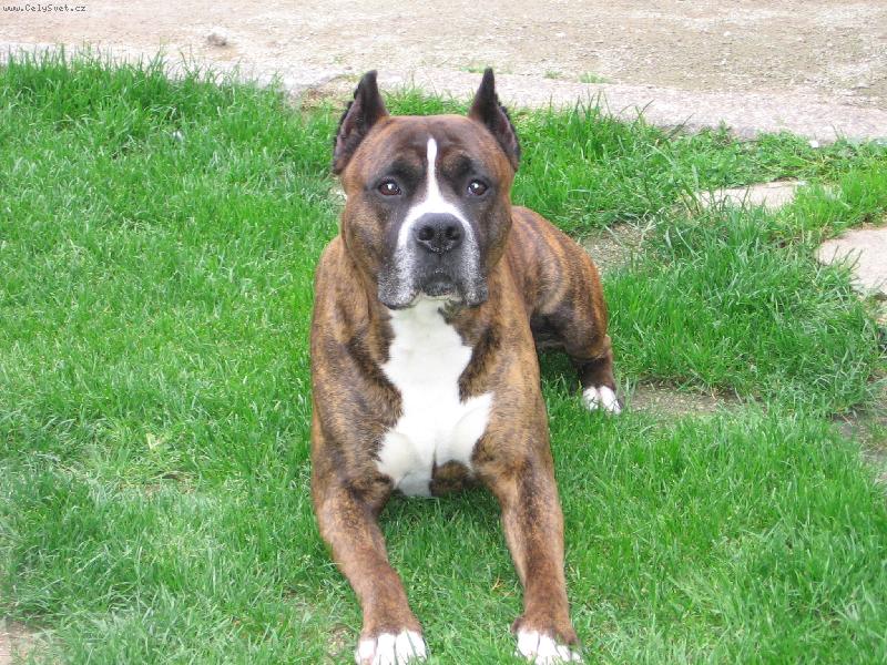 Foto: M�j mazl��ek