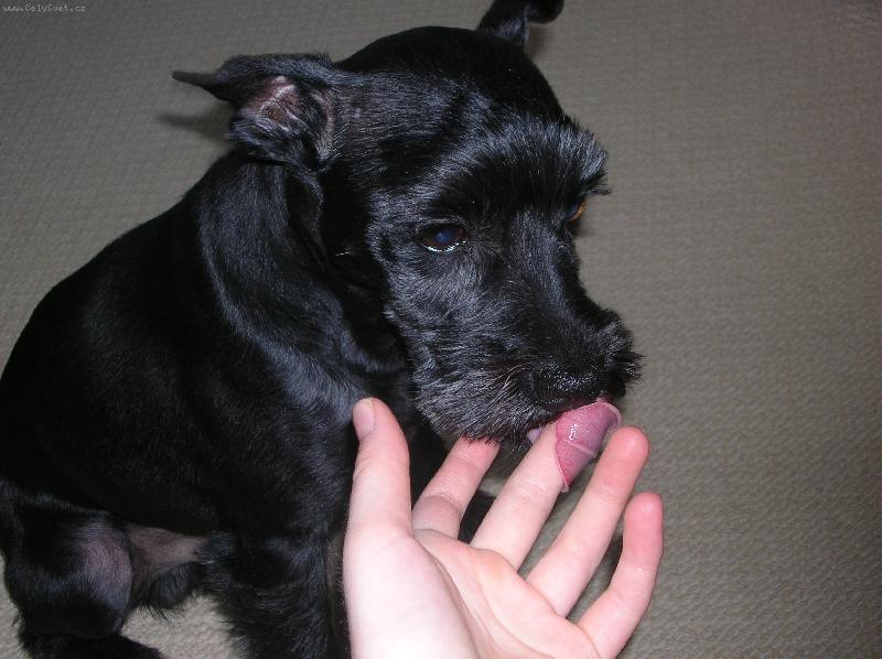 Foto: Kn�ra� Charlie-Kuk!