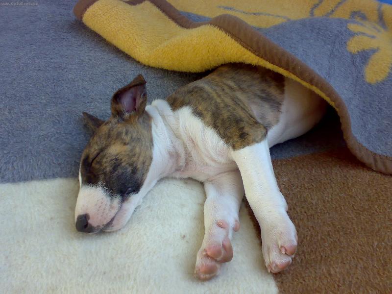 Foto: To jsem se ale unavila.....