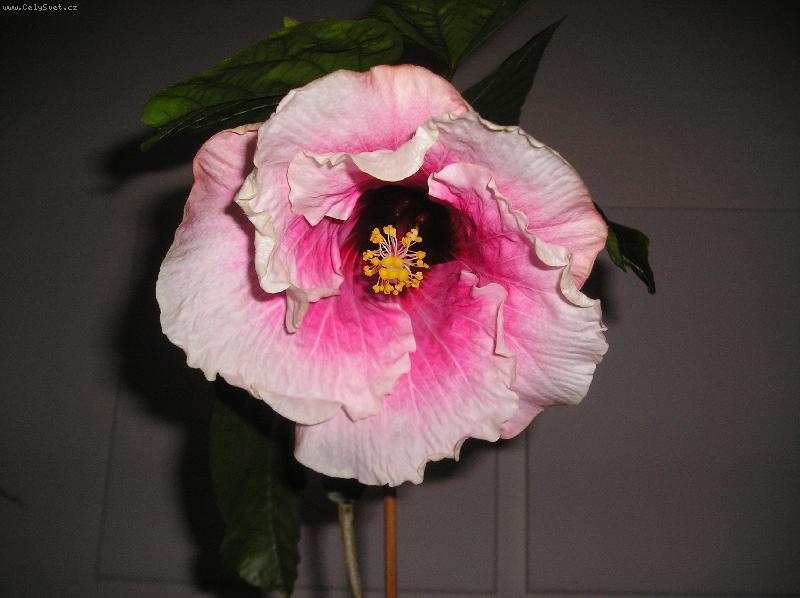 Foto: IBI�KOV� SEN