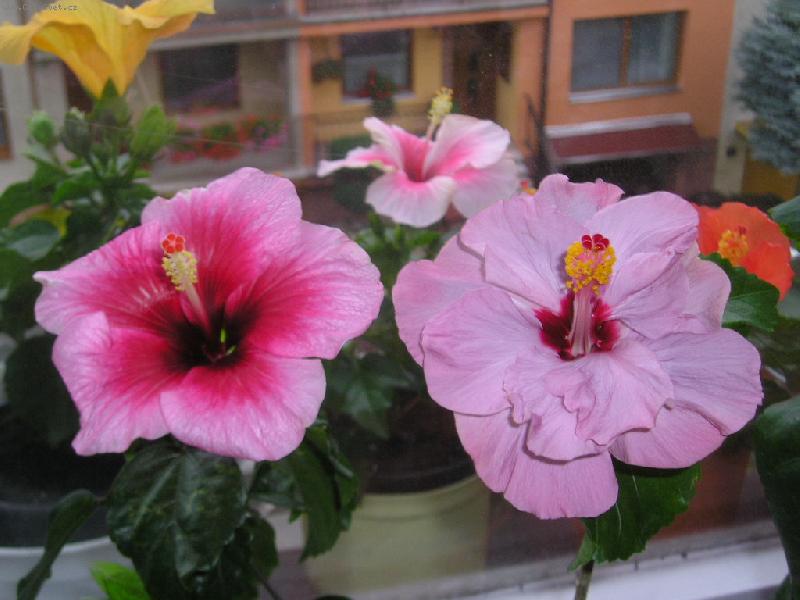 Foto: ibi�ky-ibi�ky