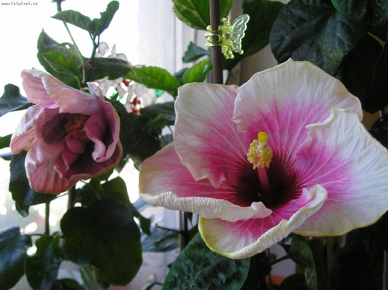 Foto: ibi�ky-ibi�ky