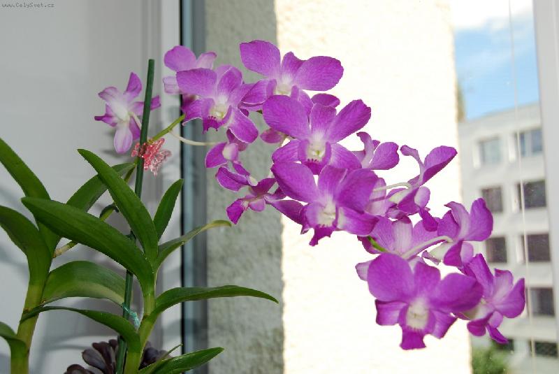 Foto: Dendrobium
