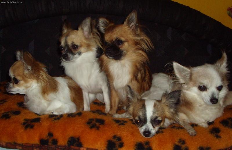 Foto: www.denelis.estranky.cz