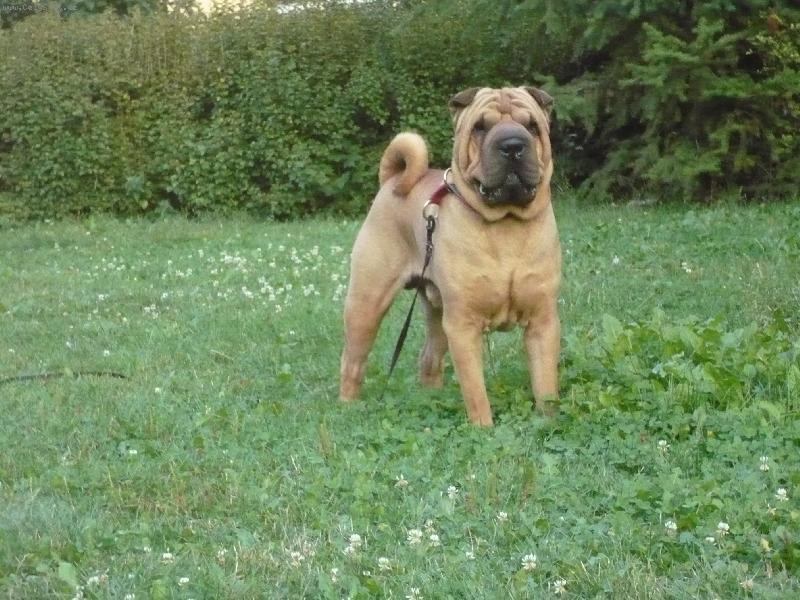 Foto: Ch.Golding Crystlle Quasar- Princ