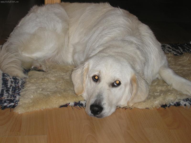 Foto: meggy-mazl�k