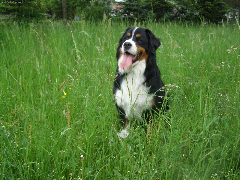 Foto: Odpo�inek na louce