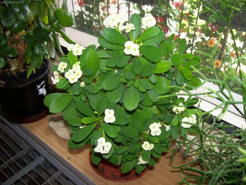 Foto: Pry�ec-B�l� pry�ec