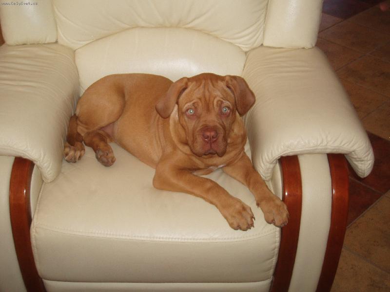 Foto: Cor�a a jej� k�es�lko