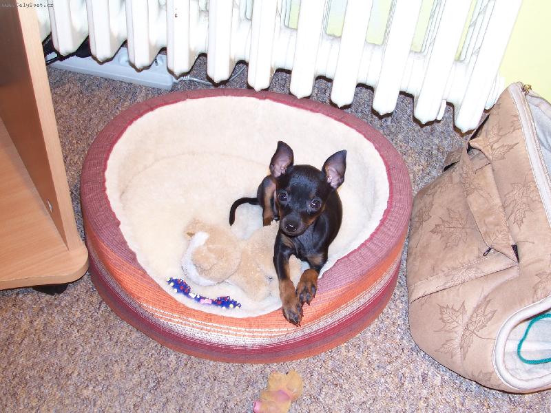 Foto: S�ri v pel�ku-S�rinka