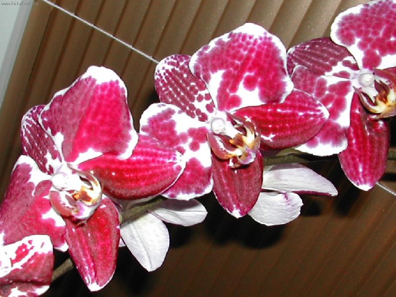 Foto: Phalaenopsis