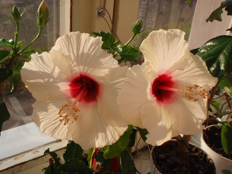 Foto: ibi�ek ��nsk�-Madona