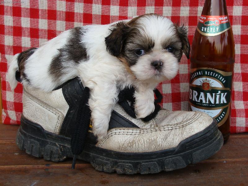 Foto: Bert�k m� ��ze�