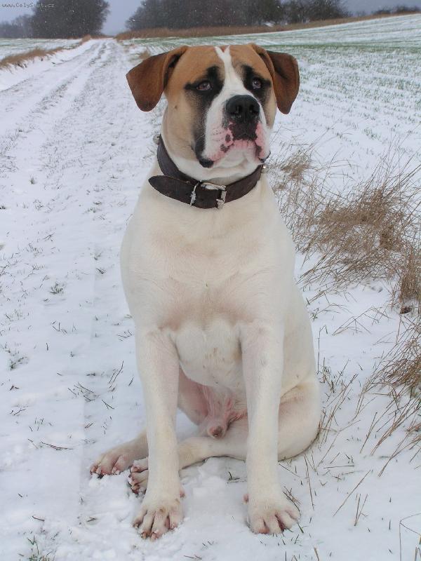 Foto: prvn� sn�h