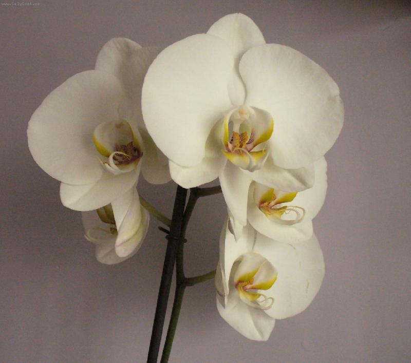 Foto: orchidej