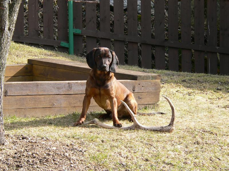 Foto: Bavorsk� barv��-Sed�