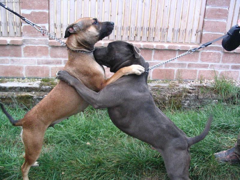 Foto: Cori a So�a-k�mo�i