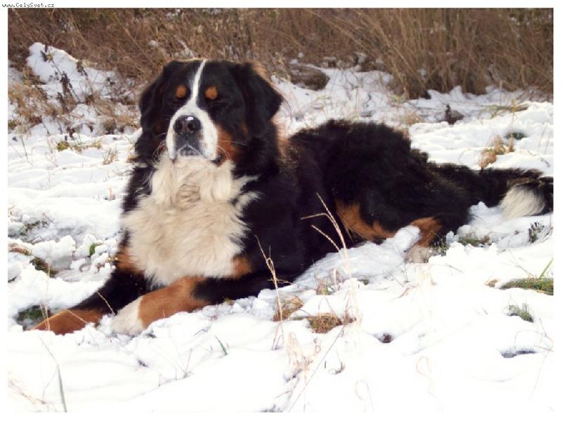 Foto: Na sn�hu je prima