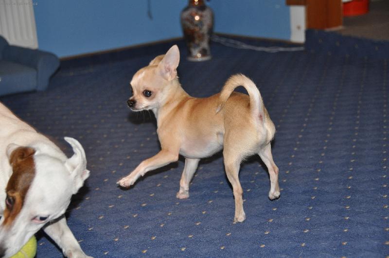 Foto: Luc�k okukuje