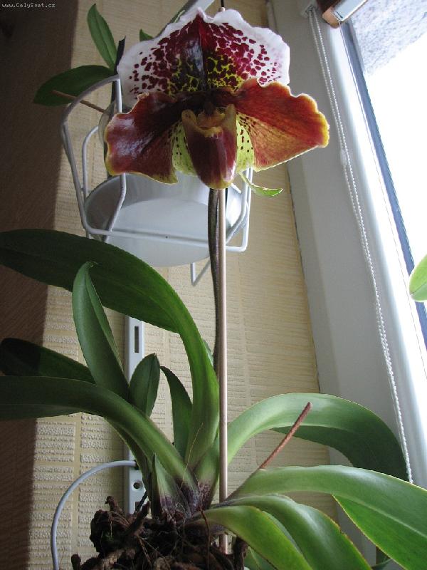 Foto: PaphiopedilumOcean