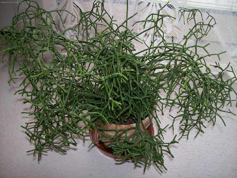 Foto: Hatiora-Hatiora