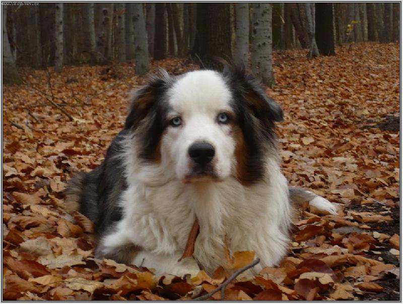 Foto: post�lka z list�