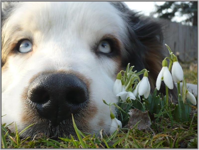 Foto: jarn� sn�enkov�