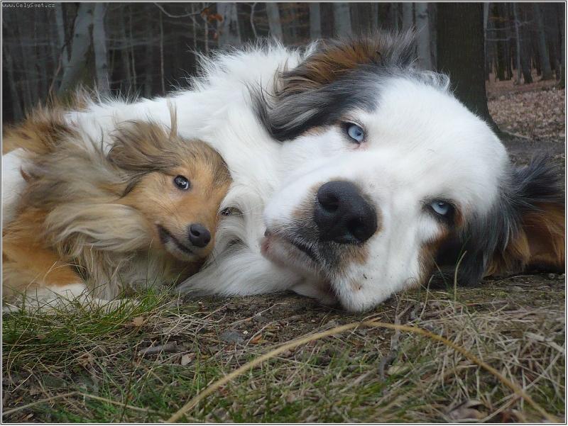 Foto: ch�v�k  Lex