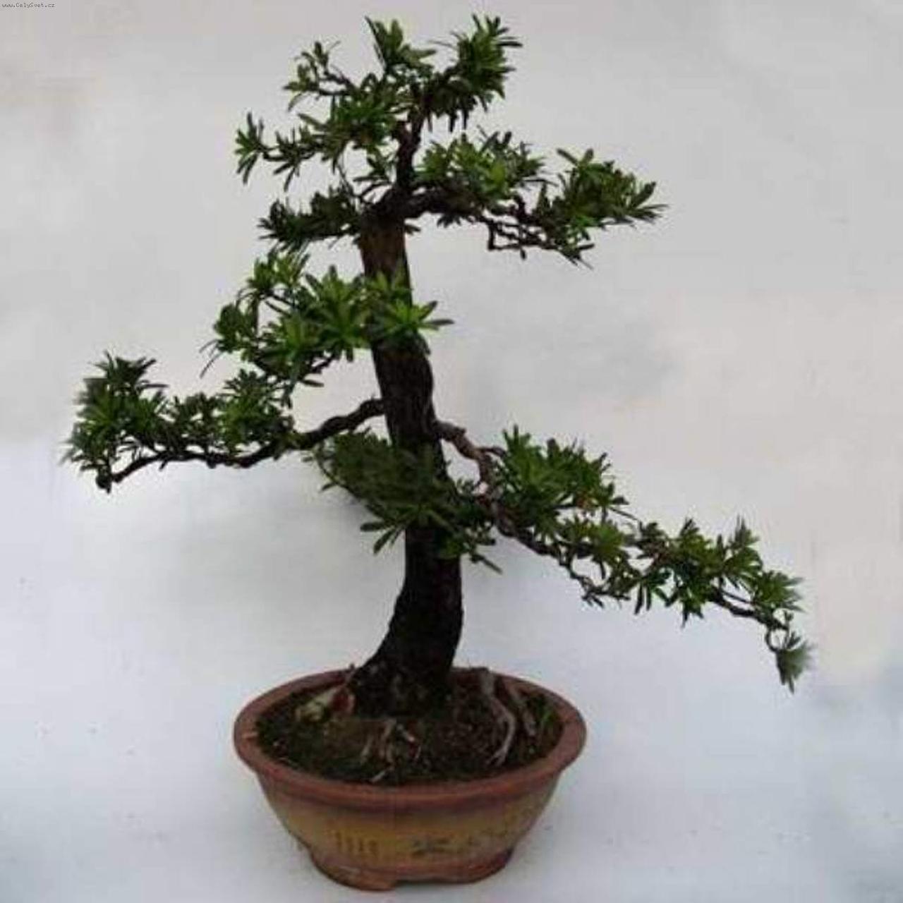 Foto: Podocarpus-Nohoplod