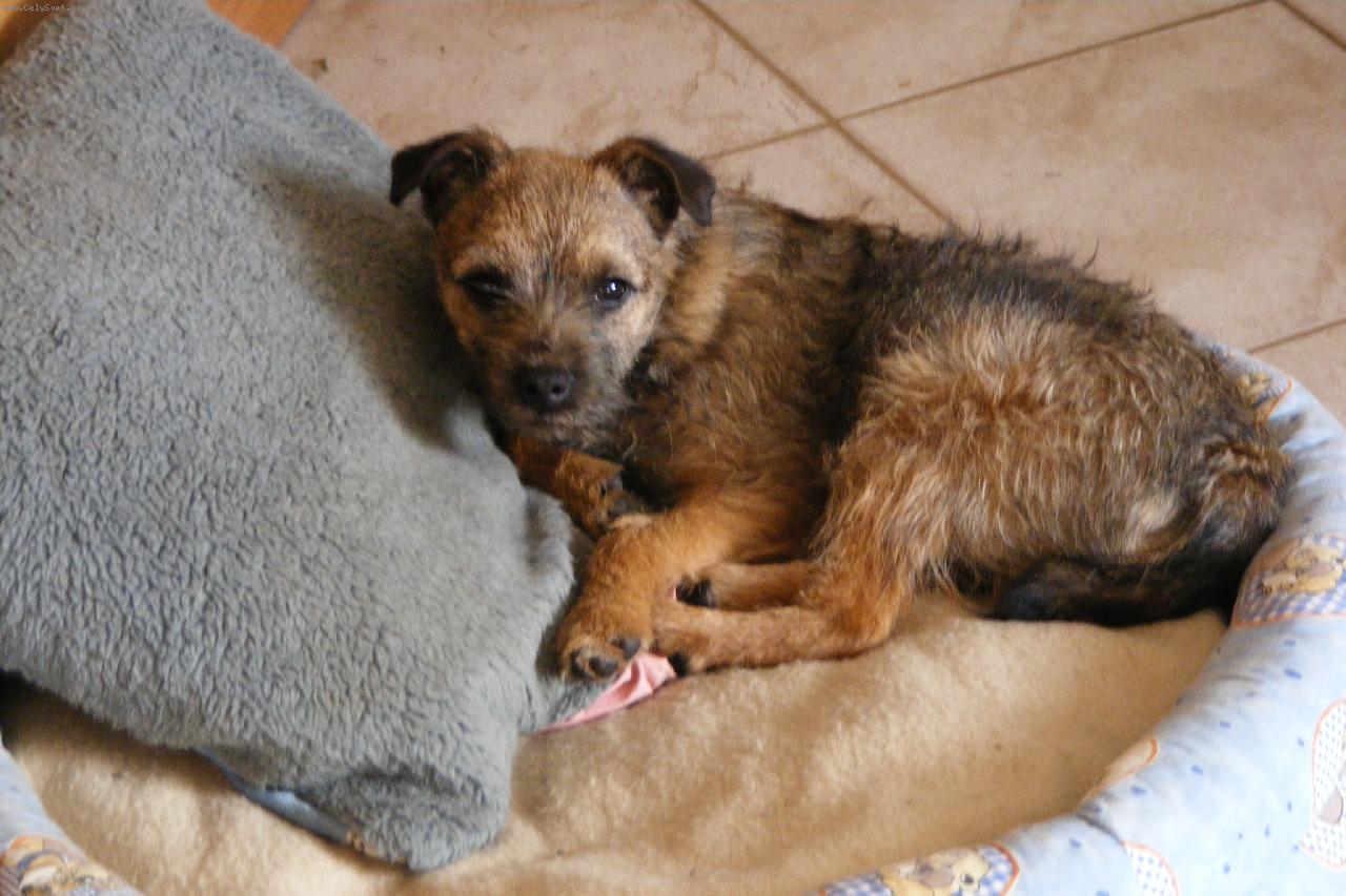 Foto: n� mal� dann�k