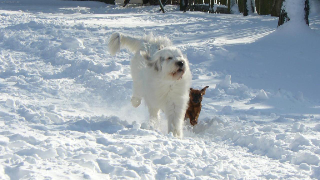 Foto: Kar�a s Ally