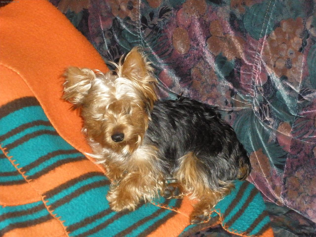 Foto: M�j mil��ek Terry-co je??? pro� m� bud�te???