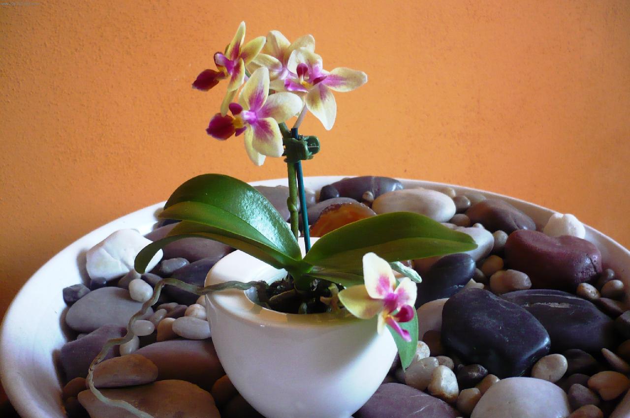 Foto: mali�k� phalaenopsis