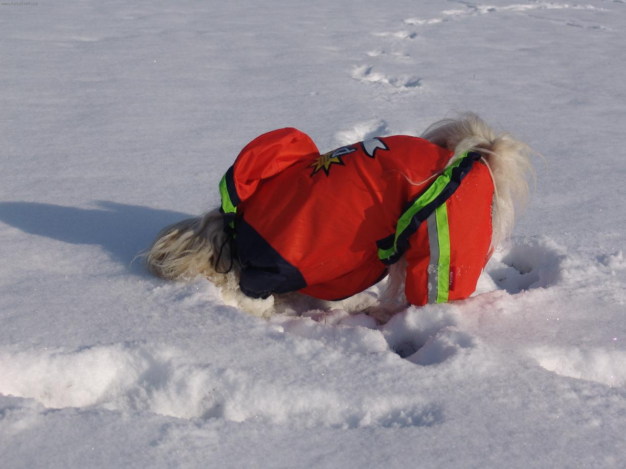 Foto: �e mn� nev�d�te-Honey