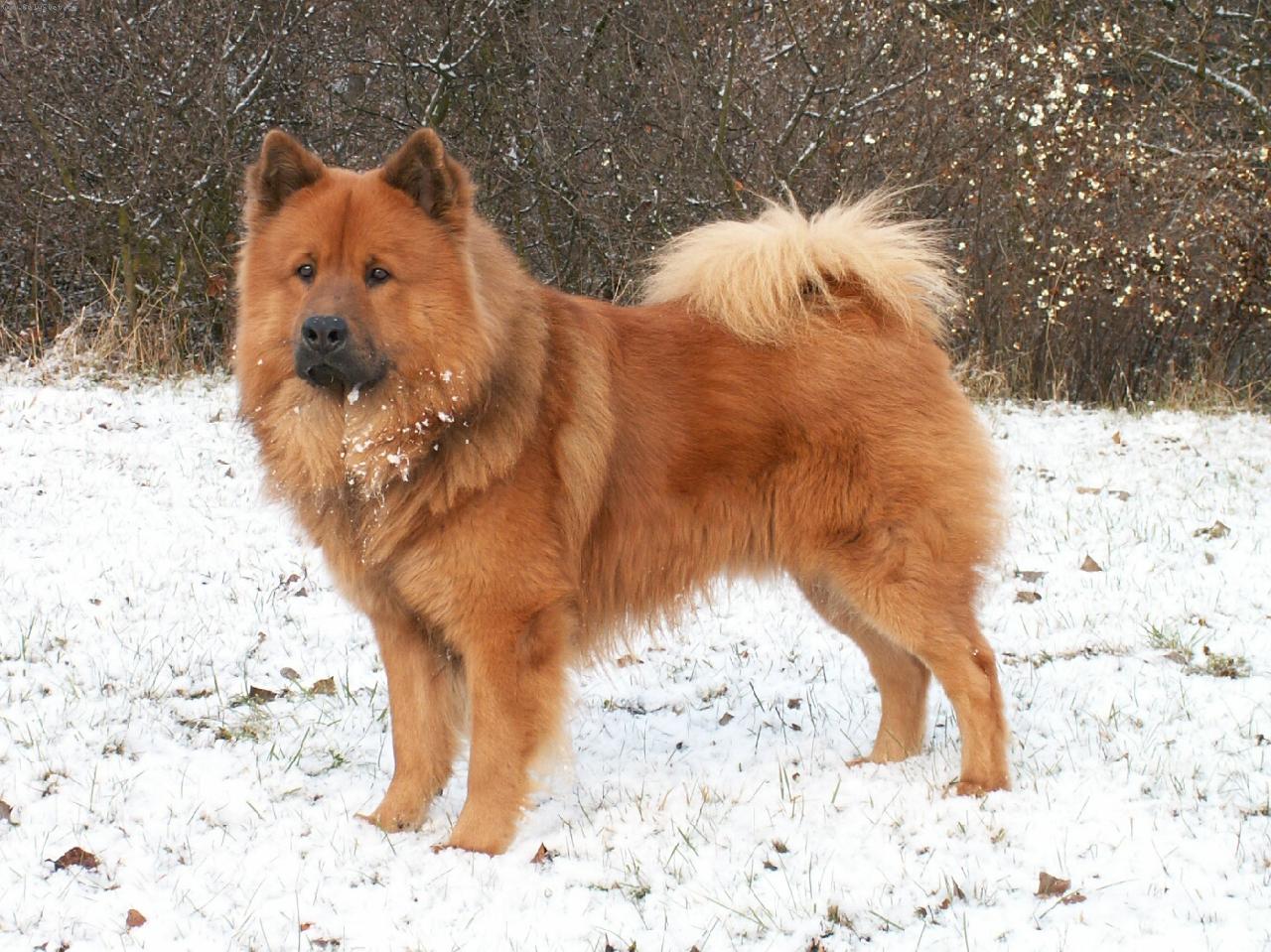 Foto: Eurasier na sn�hu
