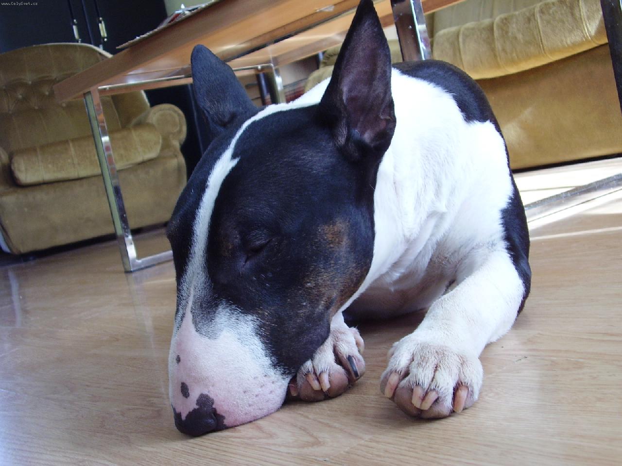 Foto: Ducky-Dark-Dare�ek